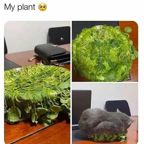 My Plant Looks Like a Cat