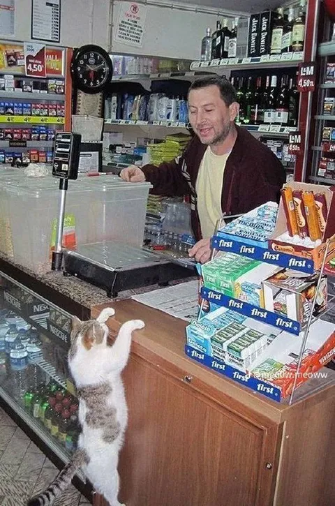 Кот тянется к кассе