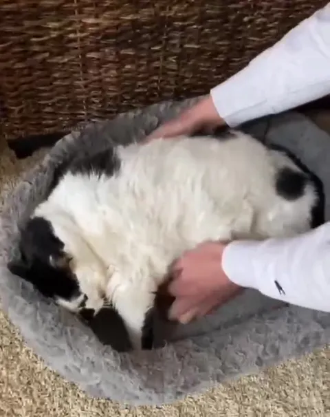 Cat Gets Dramatically Belly Rubbed