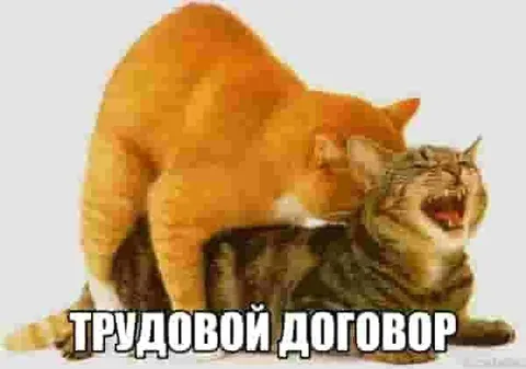 Коты подписывают трудовой договор