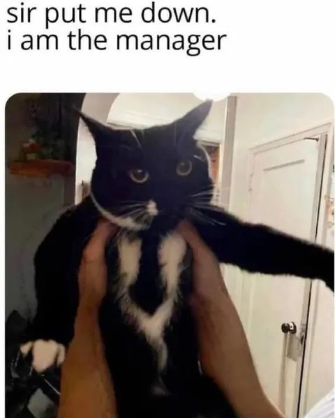 Cat Says I Am the Manager