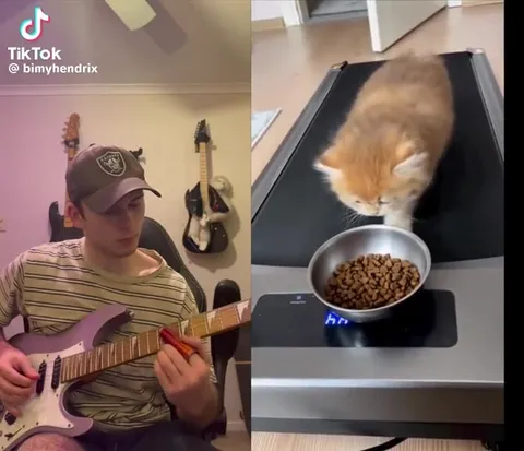 Кот и камень под музыку