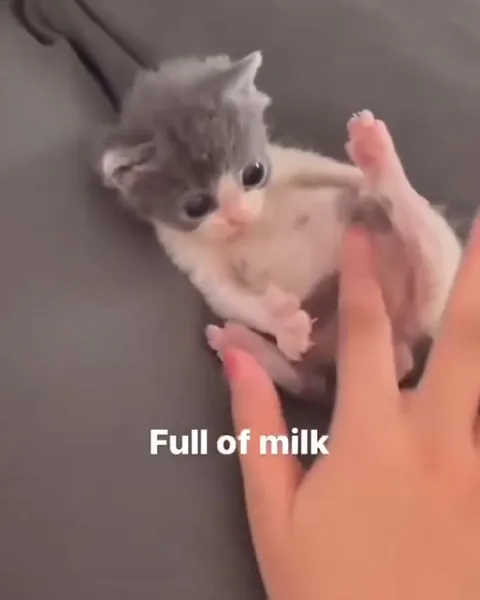 Full of Milk Kitten