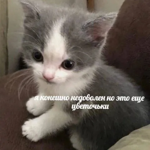 Я конечно недоволен