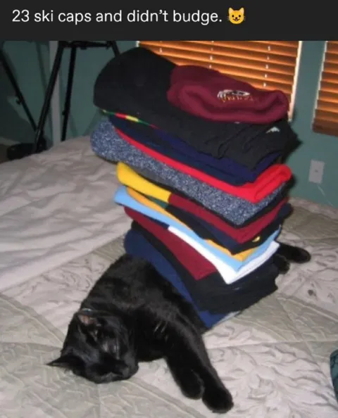 Cat Buried Under Ski Caps