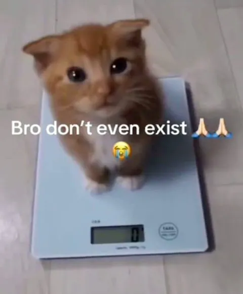 Cat Weighs Nothing