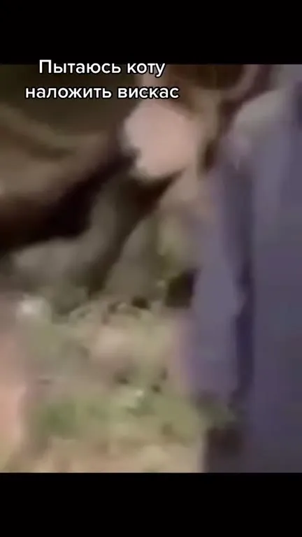 Пытаюсь коту наложить Вискас