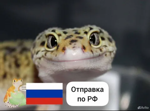 Улыбающийся геккон с отправкой по РФ