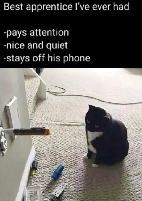 Best Apprentice Cat