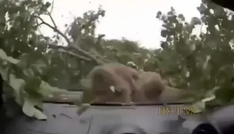 Обезьяны на капоте