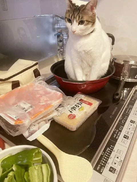 Кот в миске на кухне