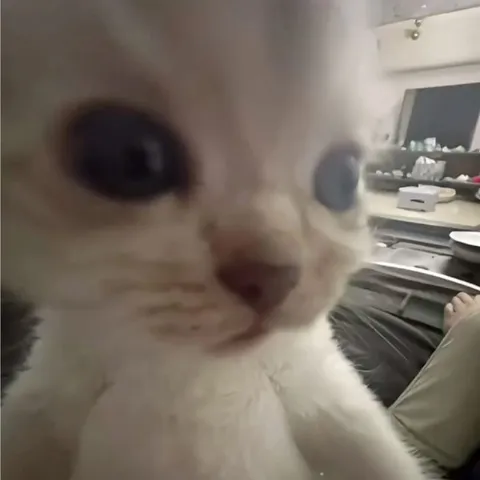 Кот смотрит в упор