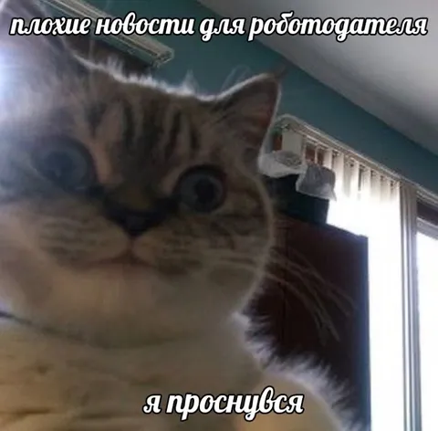 Кот проснулся с плохими новостями