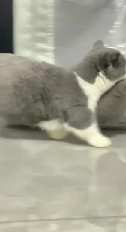 Кот нянчит котёнка