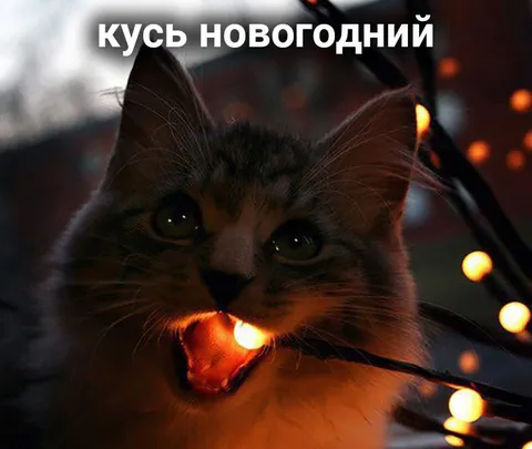 Кусь новогодний кот