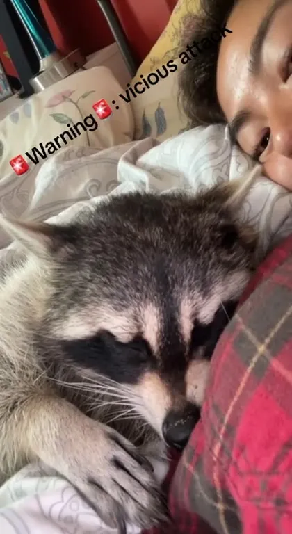 Vicious Raccoon Attack
