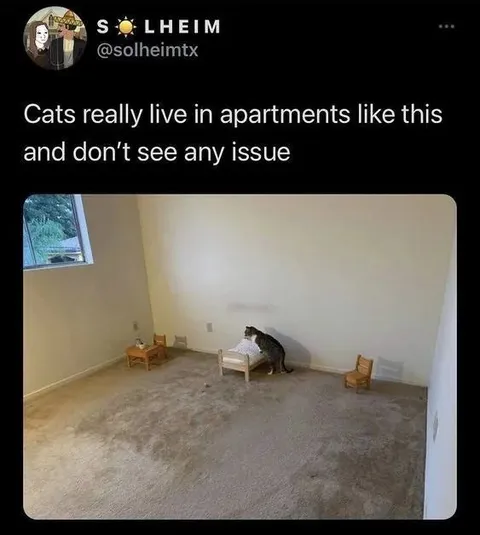 Cat Living in a Tiny Apartment