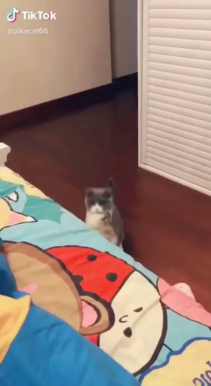 Kitten Climbs Onto the Bed
