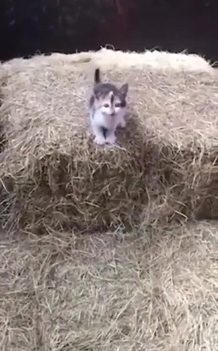 Котёнок исчезает в сене