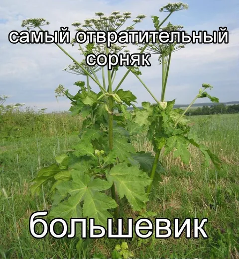 Самый отвратительный сорняк