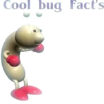 Cool Bug Facts Judgment