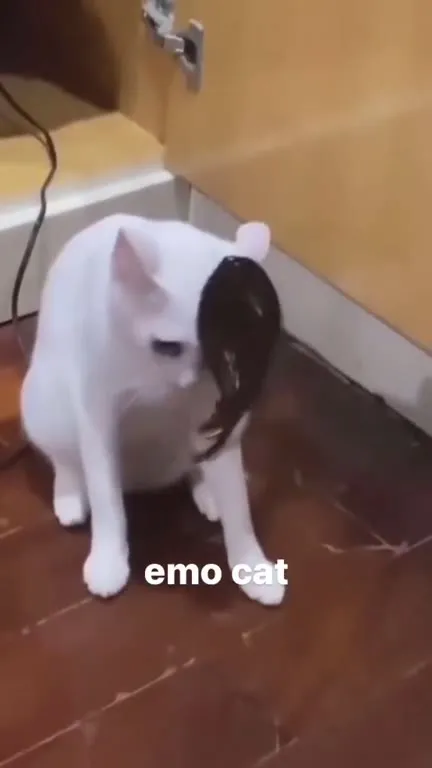 White Cat Turns Emo