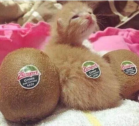 Kitten Among Giant Kiwis