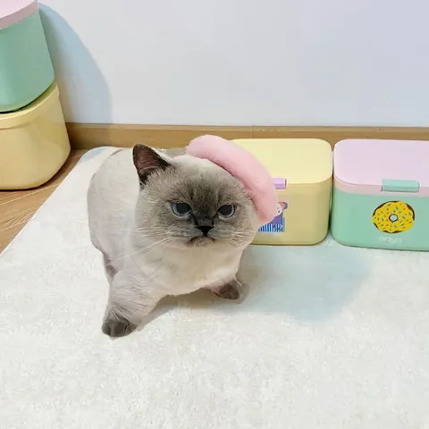 Недовольный кот в розовой шапочке