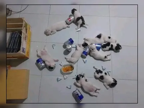 Котята после вечеринки