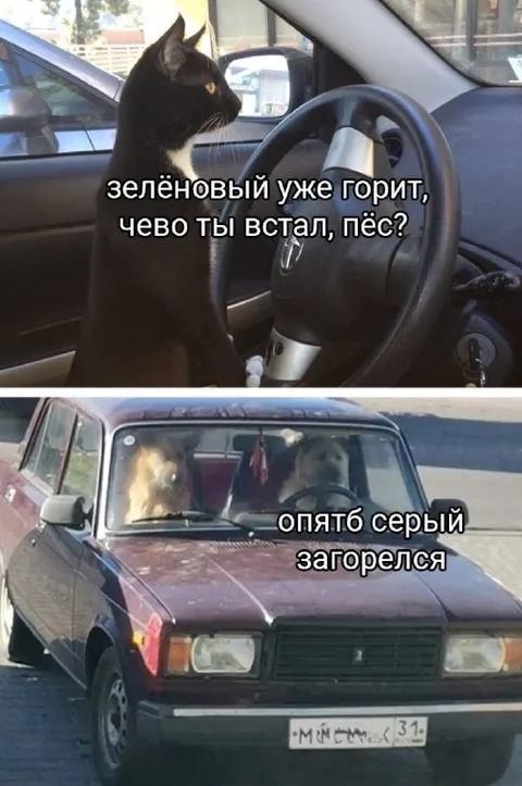 Кот ругается на серый автомобиль