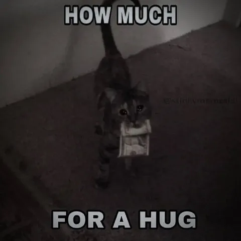 How Much for a Hug Cat