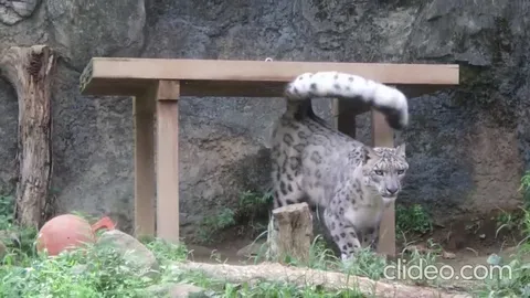 Снежный барс с хвостом