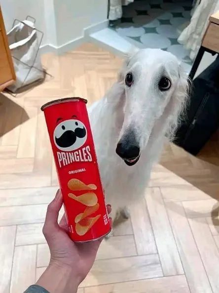 Dog Wants Pringles