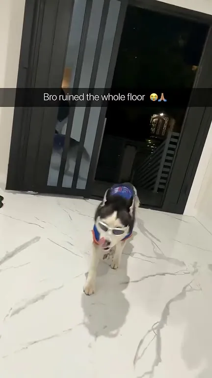 Dog Ruined the Whole Floor