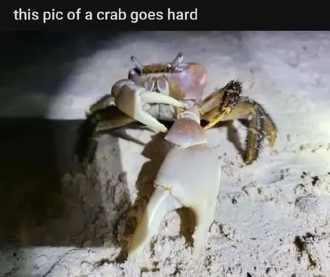 This Pic of a Crab Goes Hard