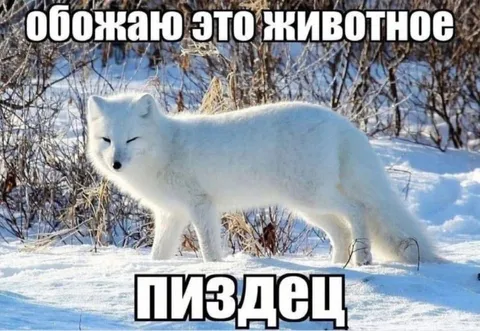 Обожаю это животное