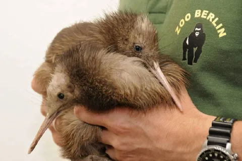 Two Kiwi Birds Being Held