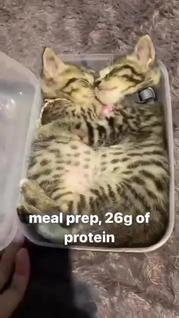 Meal prep with 26 grams of protein
