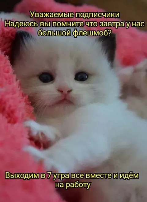 Котёнок идёт на работу