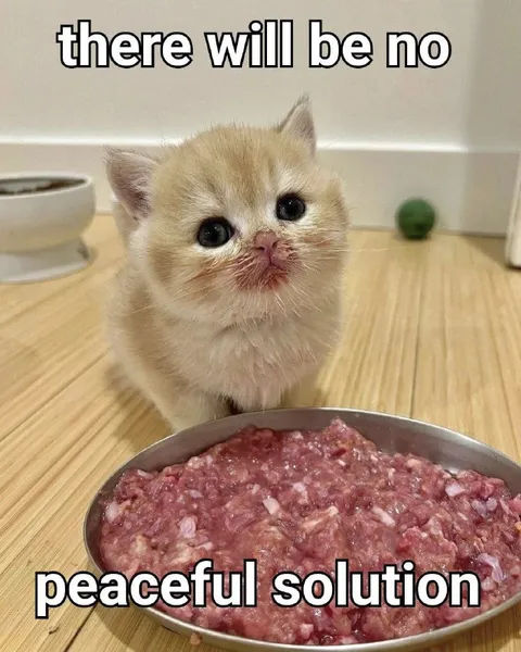 Peaceful Solution Kitten