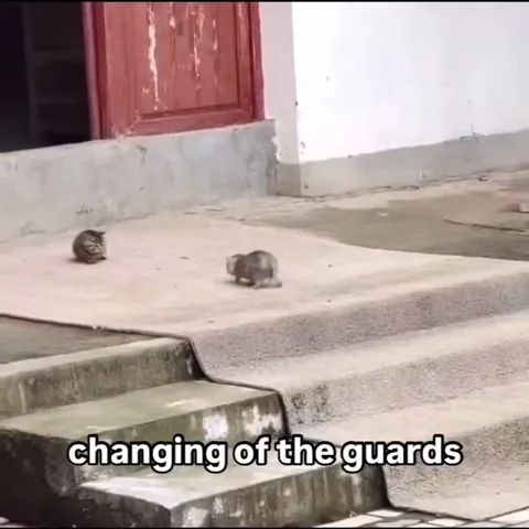 Mice Changing of the Guards