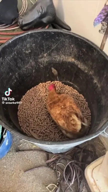 Курица выбирается из ведра