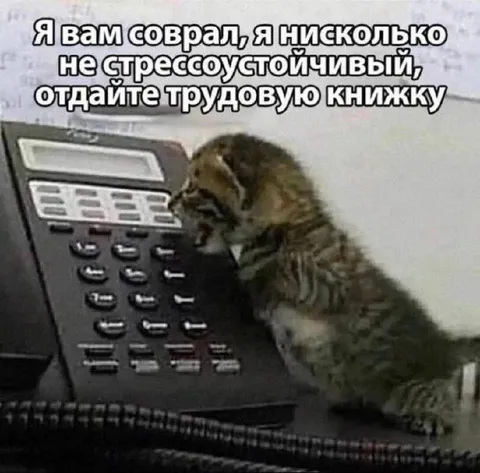 Кот увольняется из-за стресса