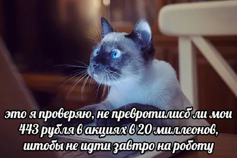 Кот проверяет выигрыш в акциях