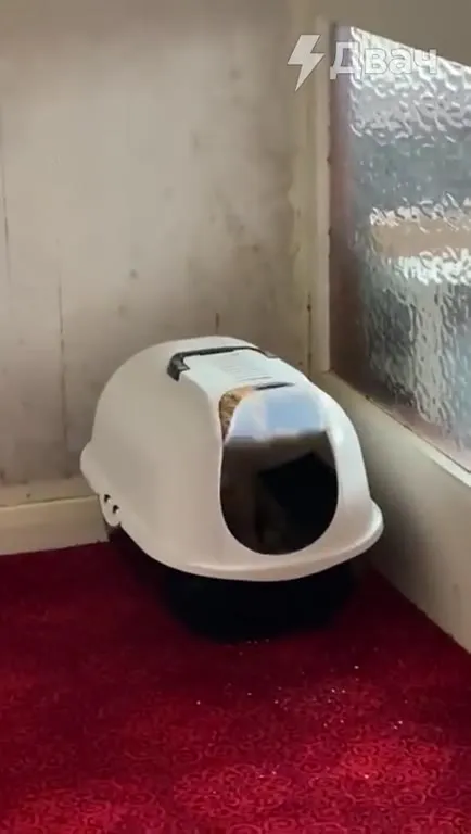 Кот танцует в лотке под музыку