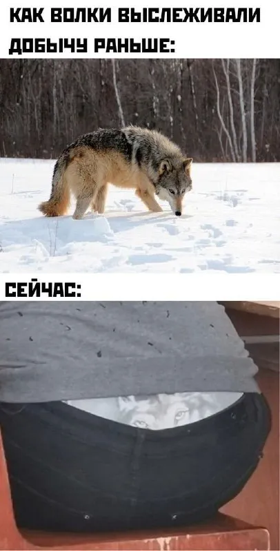 Как волки выслеживали добычу раньше и сейчас