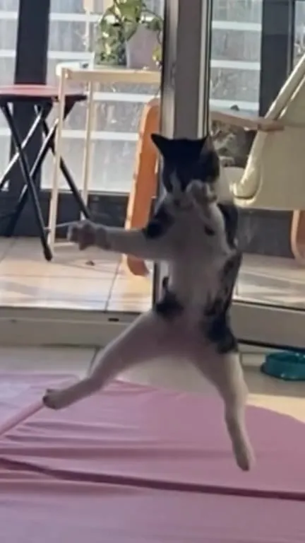 Ton chaton pense que tu es un oiseau