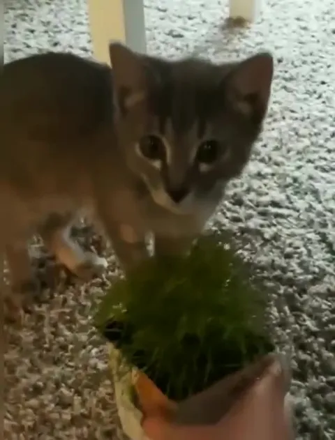 Кот съел комнатную траву
