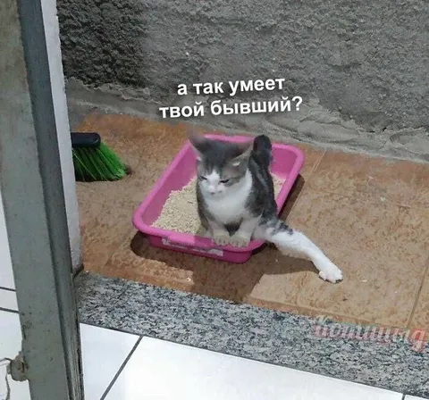 Кот умеет делать шпагат