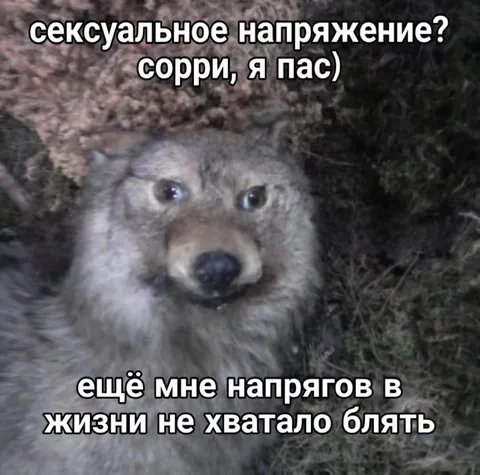 Волк без сексуального напряжения